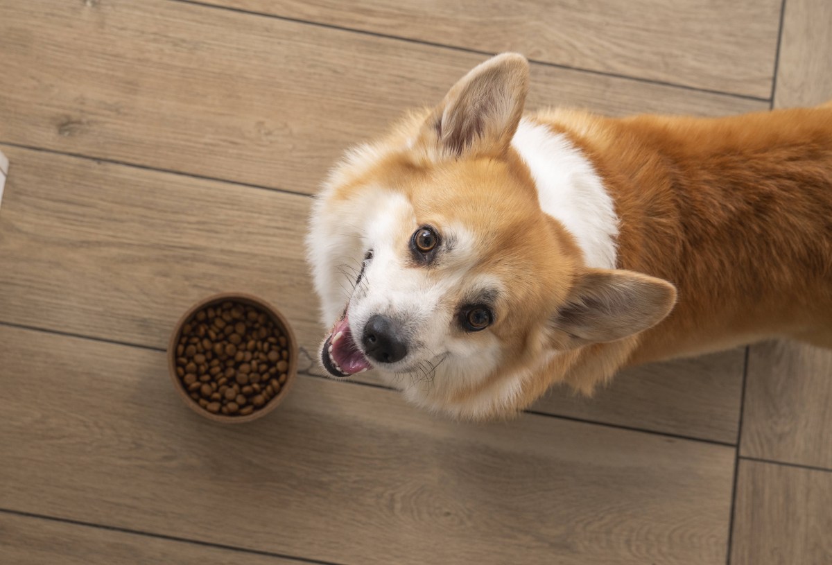 Hund mit Trockenfutter