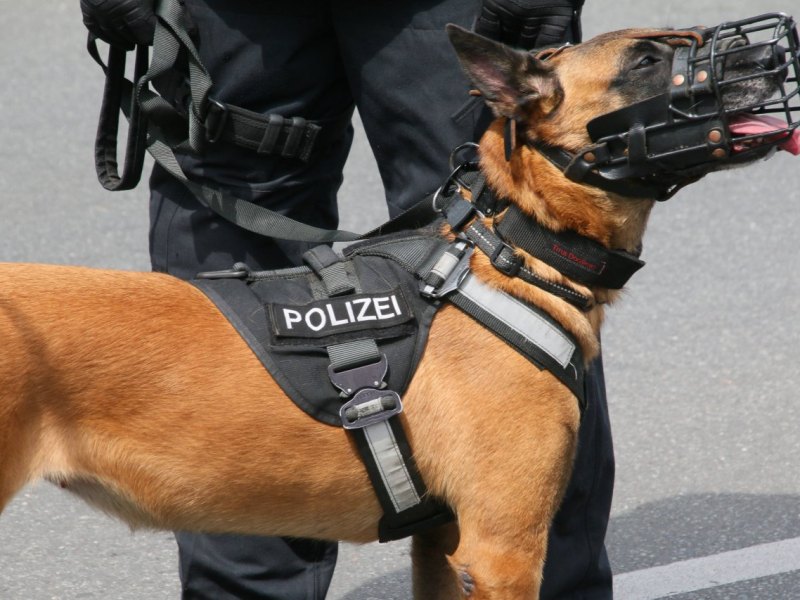 hund gelsenkirchen.jpg