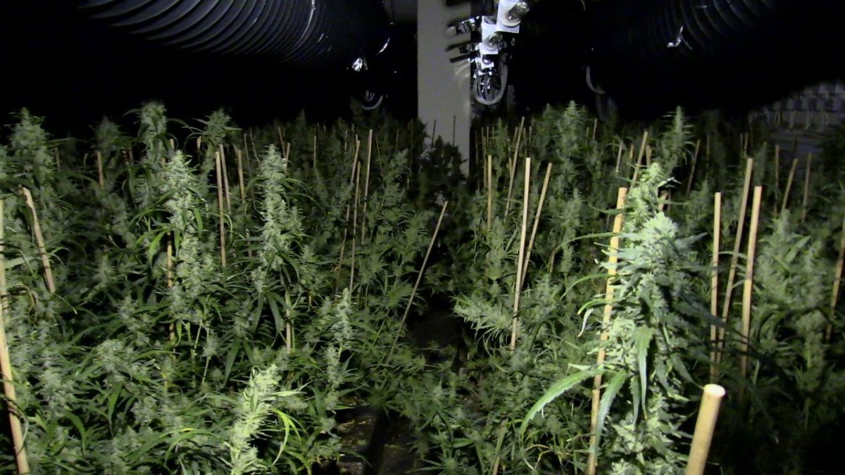 20170913_Cannabisplantage_Essen_ANC-NEWS-03.JPG