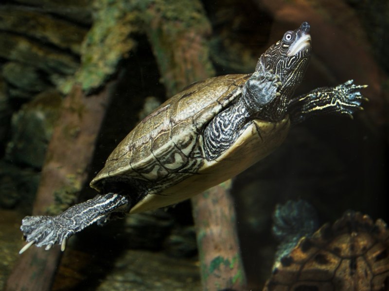 Abenteuer Schildkröte.jpg