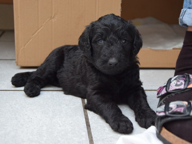 Dieser Welpe sucht noch ein neues Zuhause!, Lotta säugt ihre Babys., Die Kleinen schlafen sehr viel. Da kann Mama Lotta mal entspannen., Sobald einer der kleinen Welpen wach ist und Mama in der Nähe ist, wird die Milchbar angezapft., Wer kann da eigentlich widerstehen?, Nach dem Erkunden sind die Kleinen erstmal wieder erschöpft.