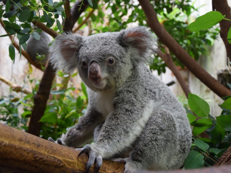 Der zehnjährigen Koala-Dame Iona konnte nicht mehr fressen.