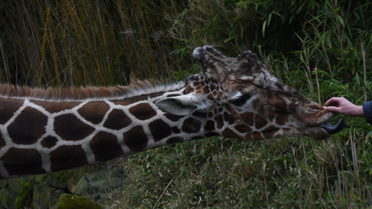 Neugierig beim Pressetermin: Naljas Papa Kiringo., Ziemlich schüchtern wirkte Nalja bei ihrer Taufe.