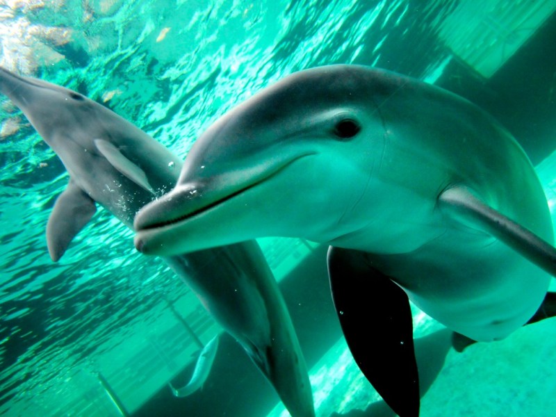 Delfine in Duisburg: Nach dem Willen der Tierschützer ist es damit bald vorbei.