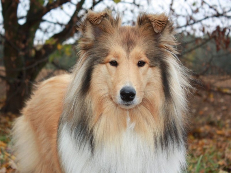 Duisburg: Hündin Amy frisst etwas Giftiges.