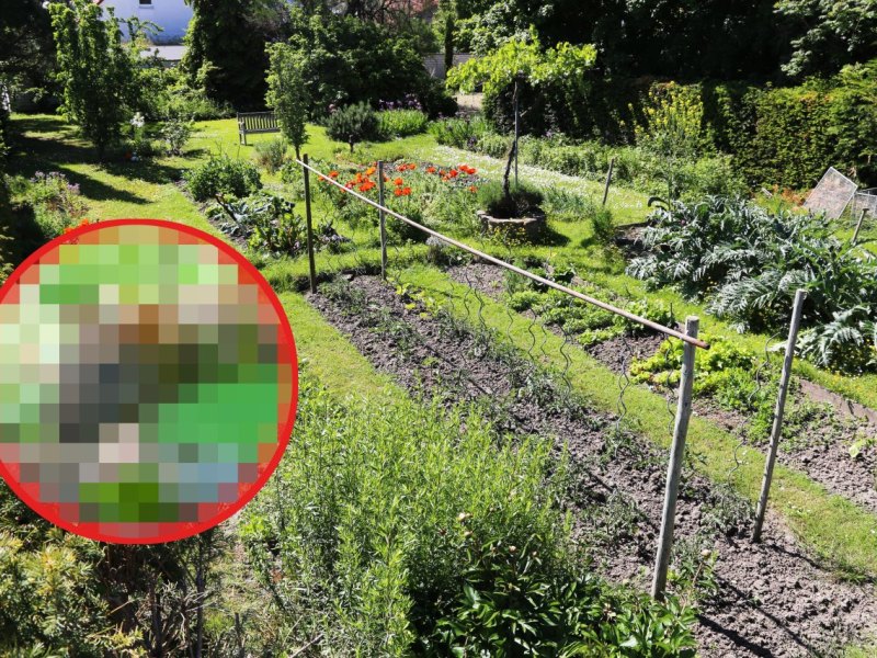 Essen: Wer gräbt im Garten Löcher?