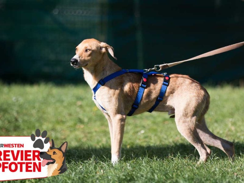 Fero Revierpfoten Essen