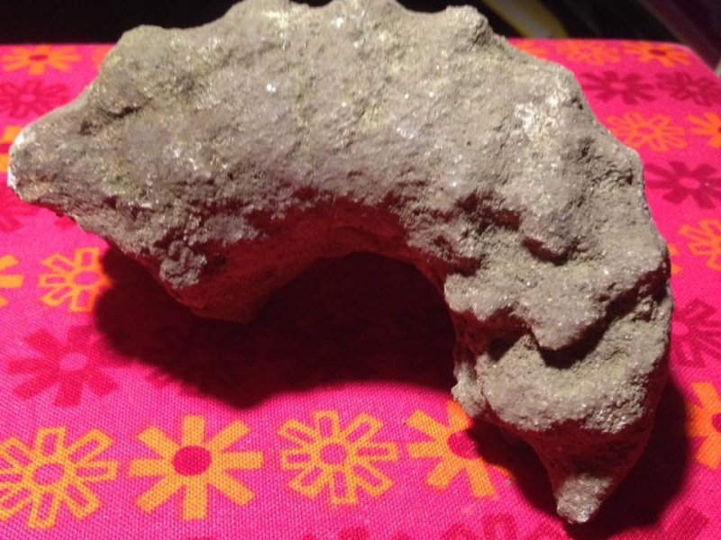 Fossil aus Wattenscheid