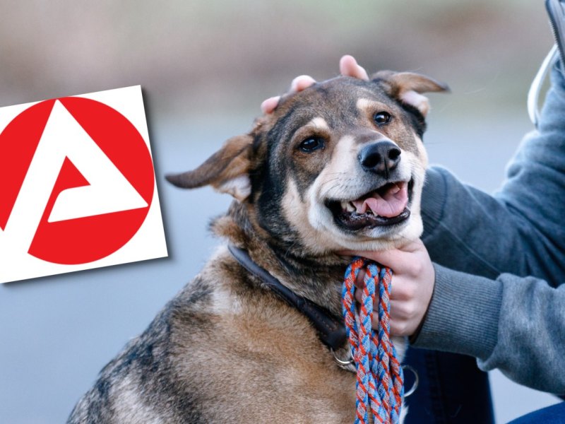 Hartz4 Hundesteuer
