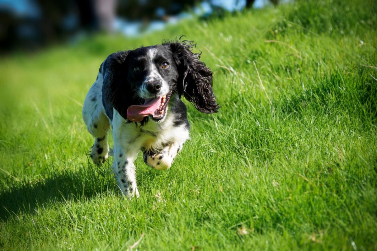 Hund: Besitzer geht mit Vierbeiner spazieren - dann erleben sie ein Horror-Szenario