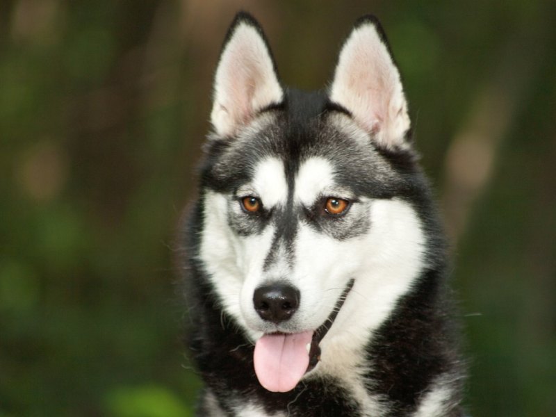 Hund in Duisburg.jpg