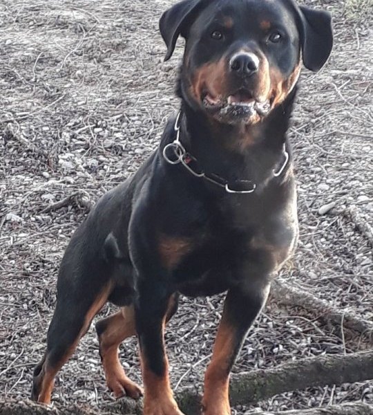 Hund in Duisburg elgur.jpg