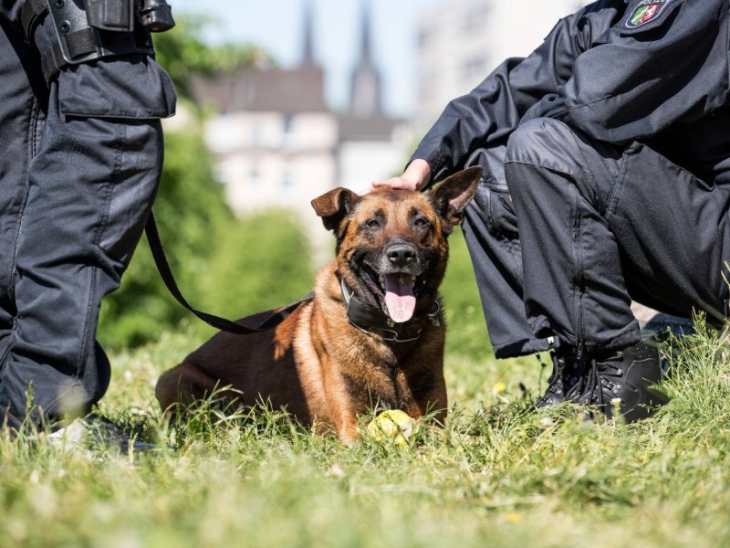 Hund in Gelsenkirchen