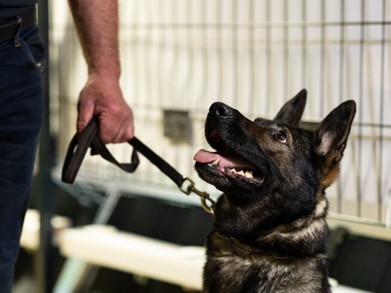 Hund in Gelsenkirchen wird während einem Polizeieinsatz zum Helden. (Symbolfoto)
