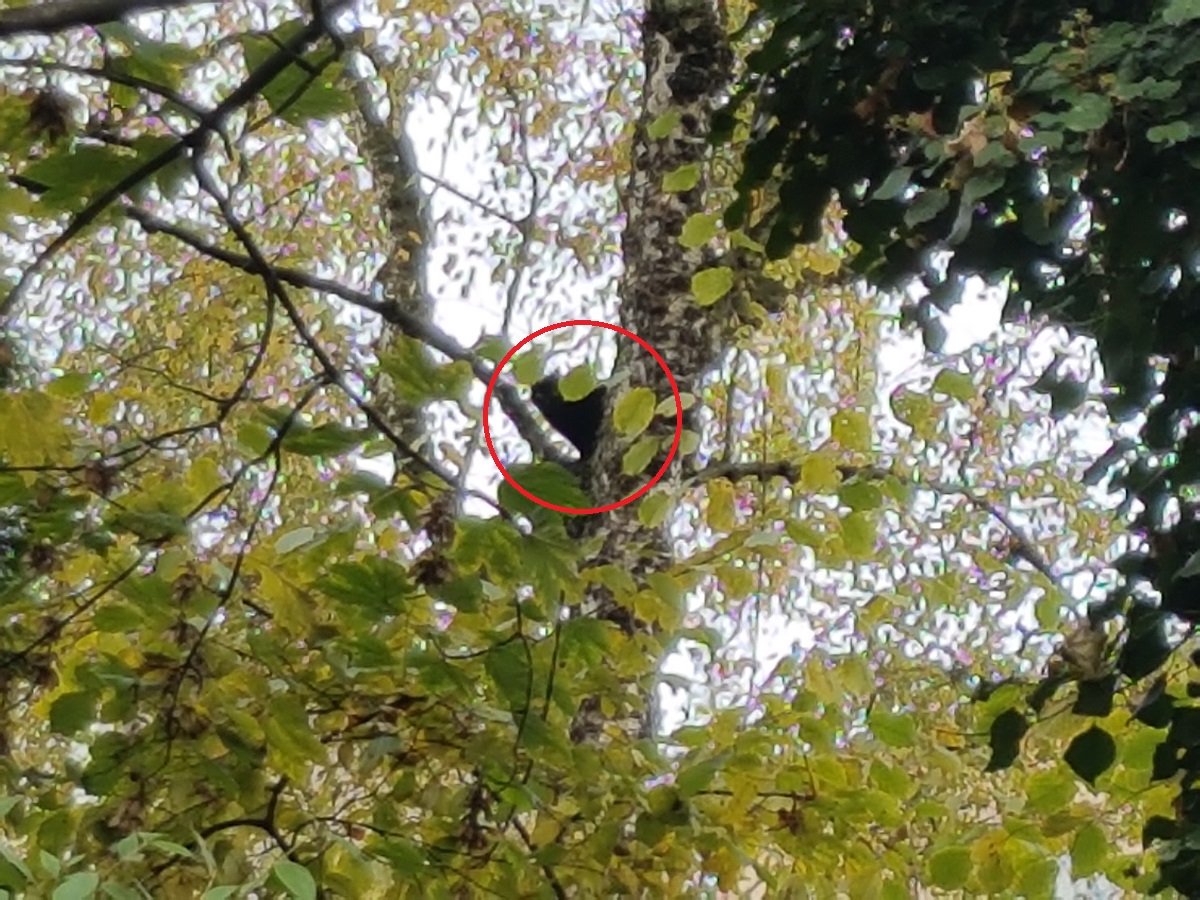 Katze im Baum kreis rot.jpg