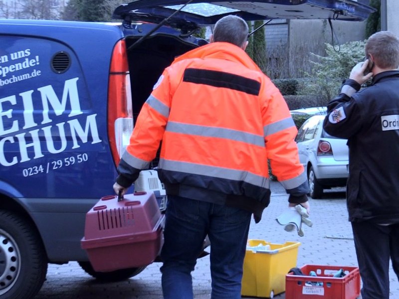 Katzen aus Wohnung in Bochum gerettet.jpg