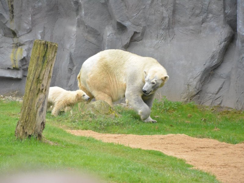 Lara und Nanook Zoom Erlebniswelt Eisbärbaby.JPG