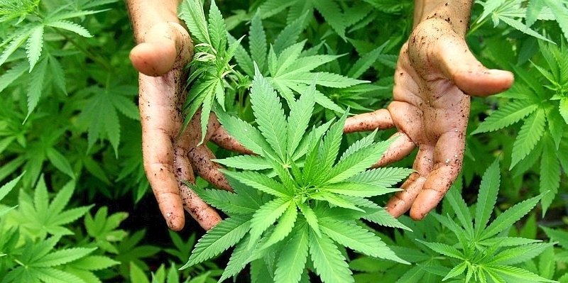 Linke fordern Cannabis-Clubs--656x240.jpg