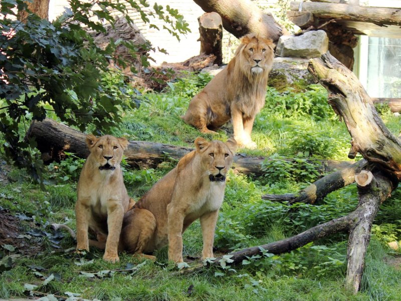 Löwen_Zoo Duisburg_Presse.jpg