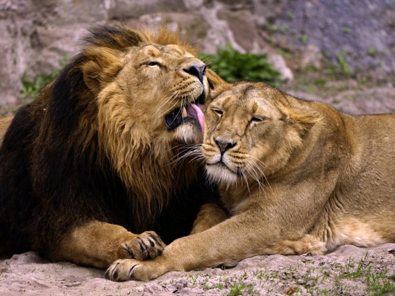 Löwenpaar.jpg