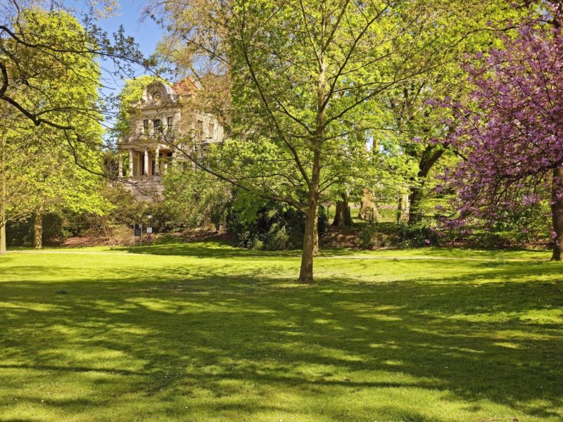 Mülheim Baum gefällt Natur Rotbuche Thyssenpark Mülheim an der Ruhr