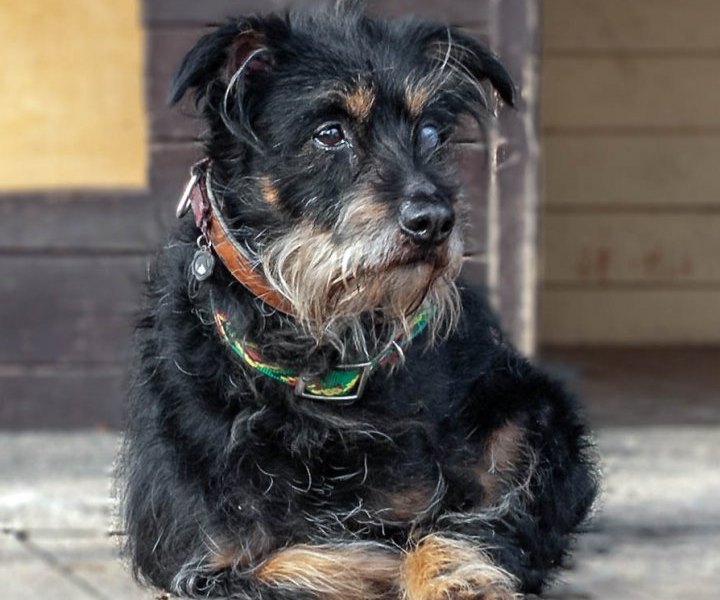 Pixel-Chucky aus dem Tierheim Essen