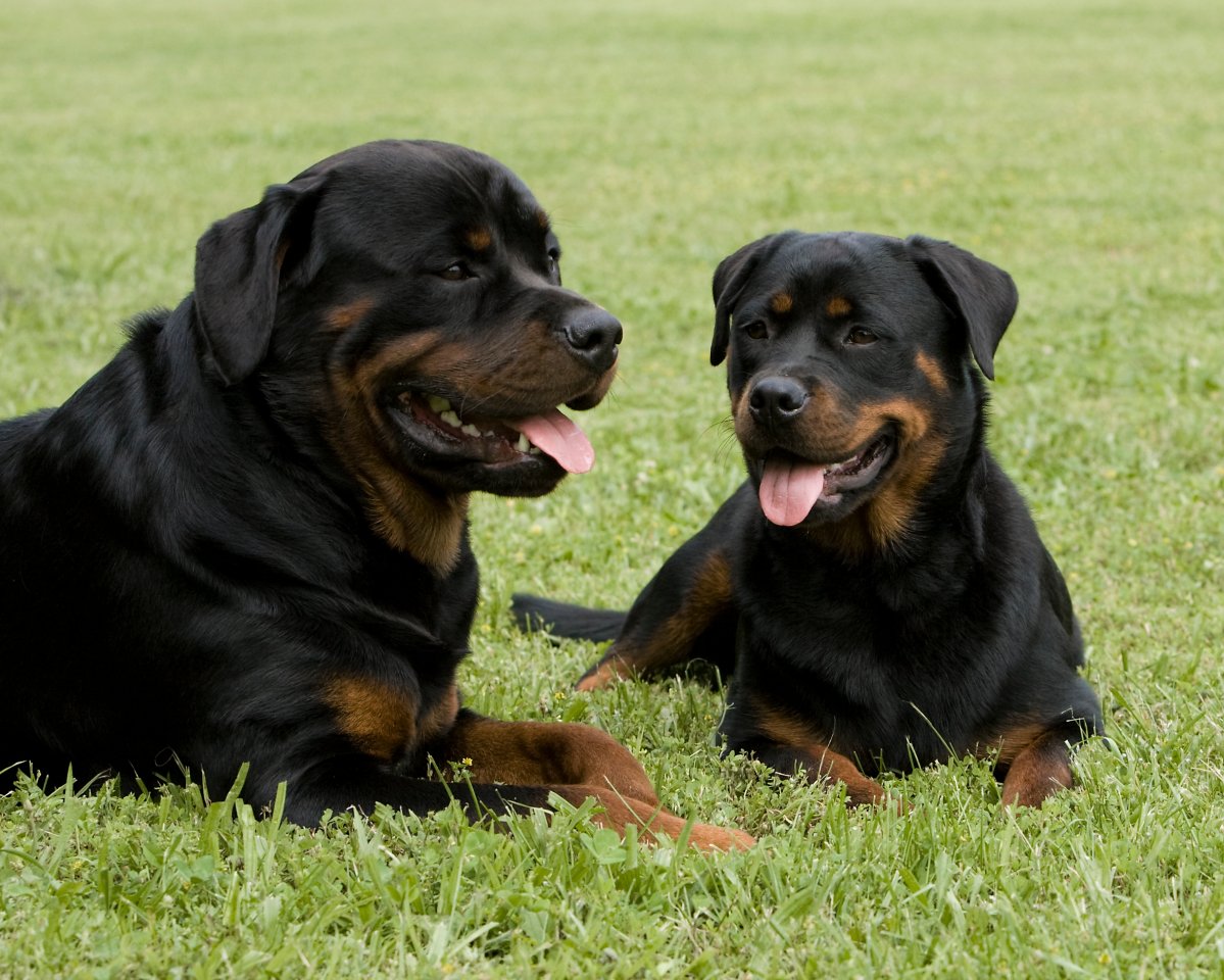 Rottweiler.jpg