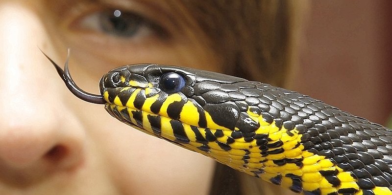 Schlangen von Marion und Marvin--656x240.jpg