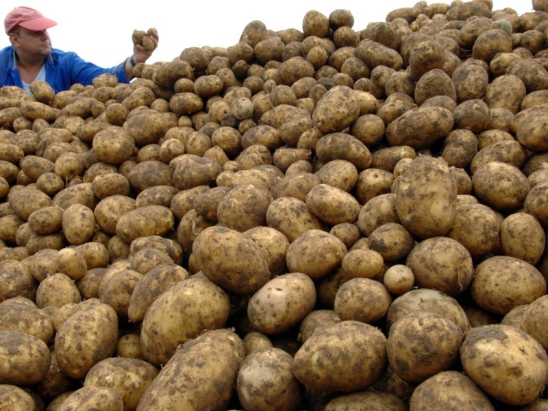TT-Kartoffel-6.jpg