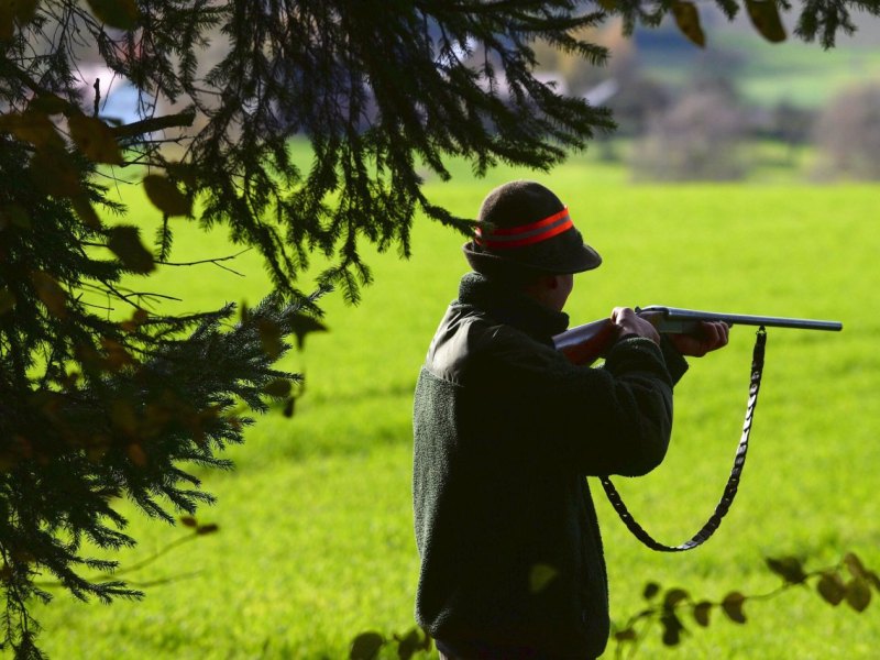 Treibjagd durch den Wald.jpg