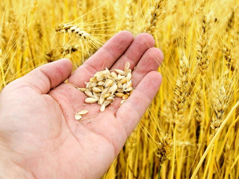 Weizen Ukraine.jpg
