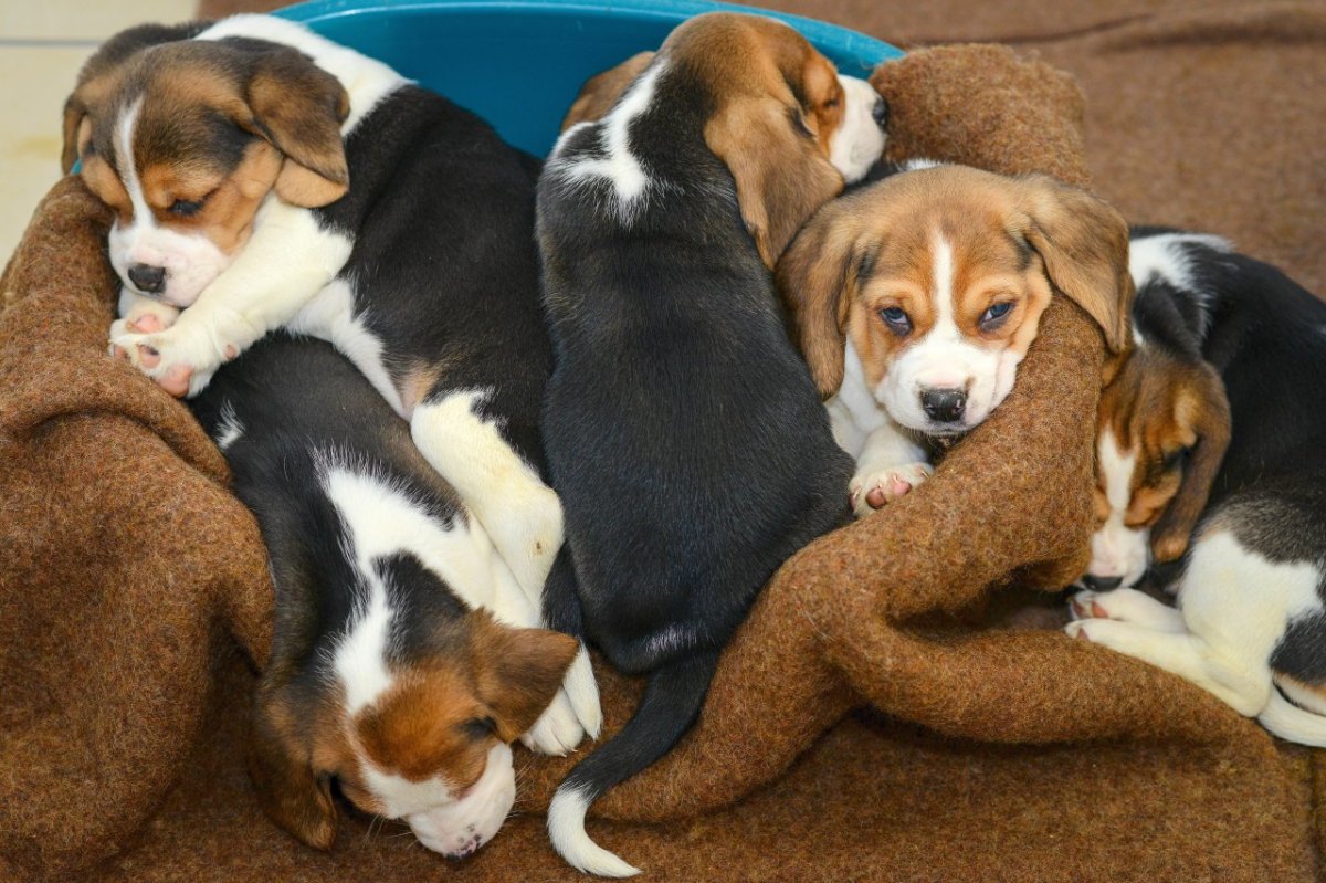 Welpen aus Tiertransporter gerettet.jpg