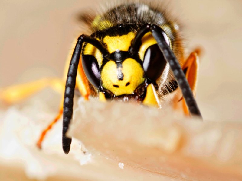 Wespe Angriff Monheim