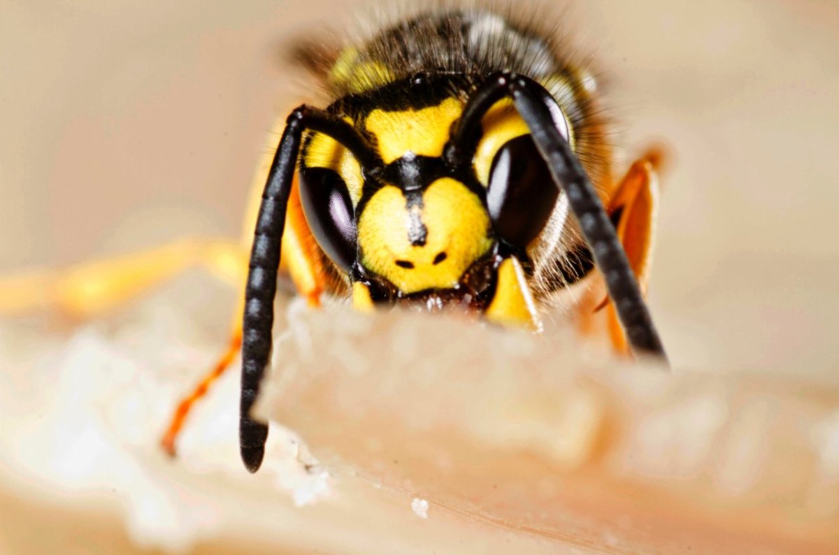 Wespe Angriff Monheim