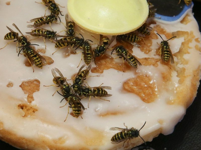 Wespen Teilchen Kuchen