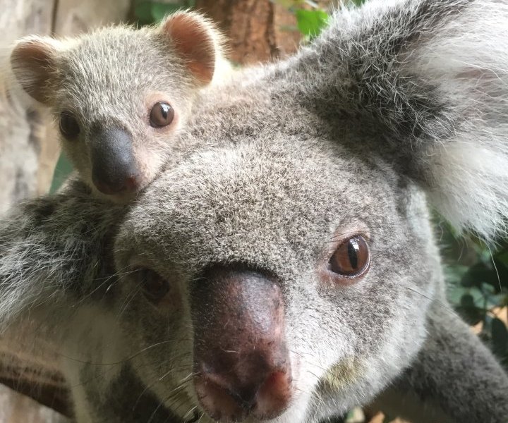 Zoo Duisburg_Eora mit Koalajungtier 2018.jpg