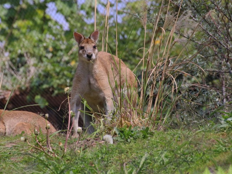 Zoo Duisburg Flinkwallaby.JPG