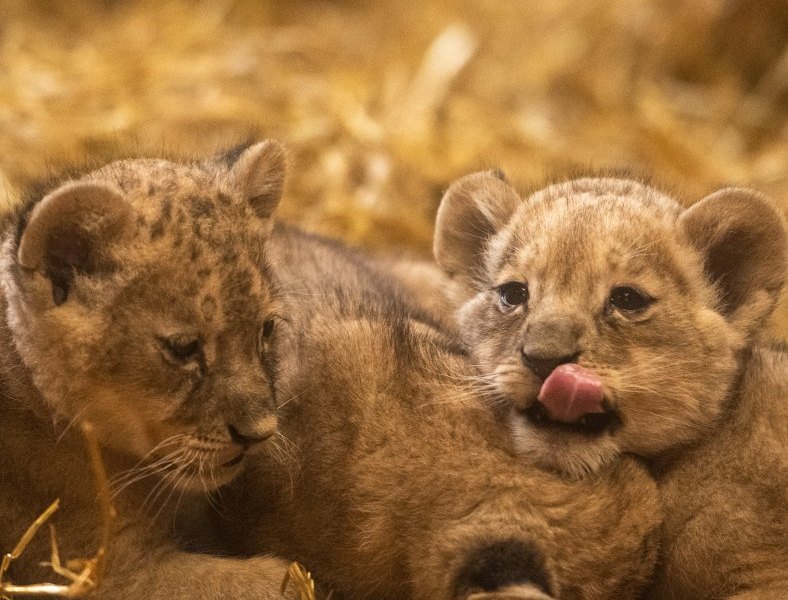 Zoom Gelsenkirchen.jpg
