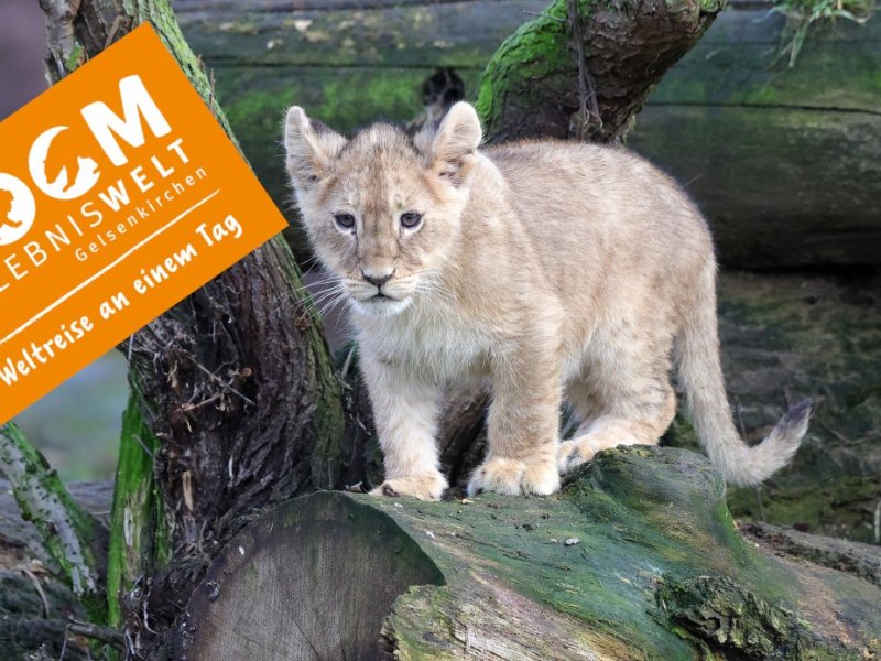 Zoom Gelsenkirchen zoo 2022