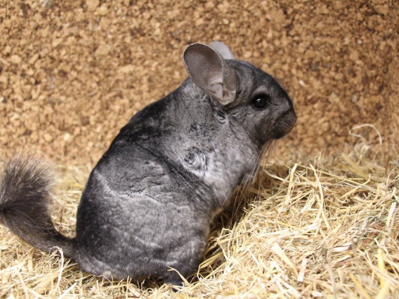 chinchilla.jpg