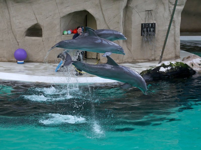 delfinarium-duisburg2.jpg