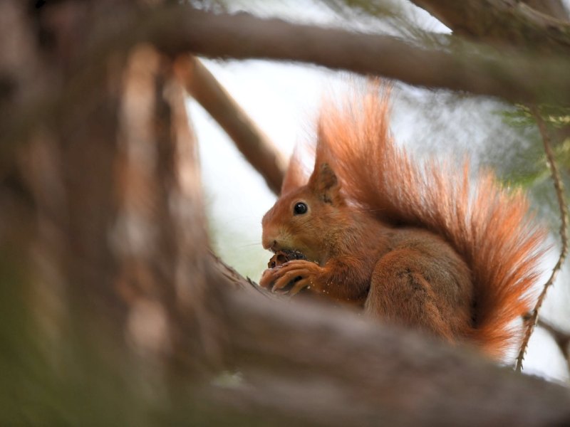 eichhörnchen.jpg