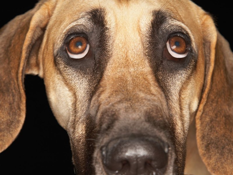 hund in essen demo stress.jpg