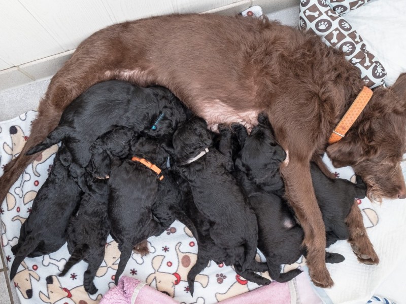 Lotta säugt ihre Babys., Ein Welpe bleibt bei Familie Stangenberg und Mama Lotta.