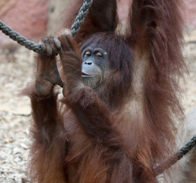 zoo Dortmund Suma.jpg