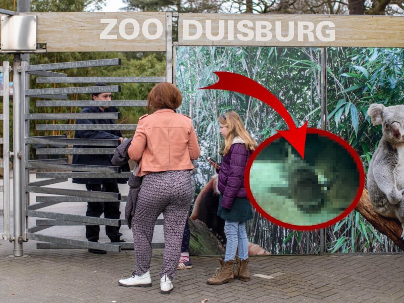 zoo duisburg collage.jpg
