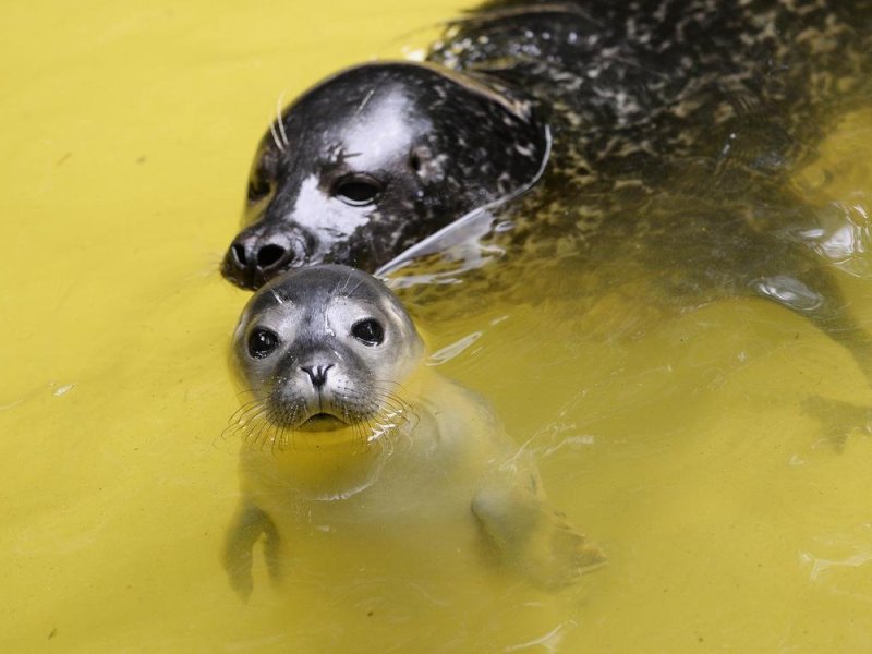 zoo duisburg seehund.jpg
