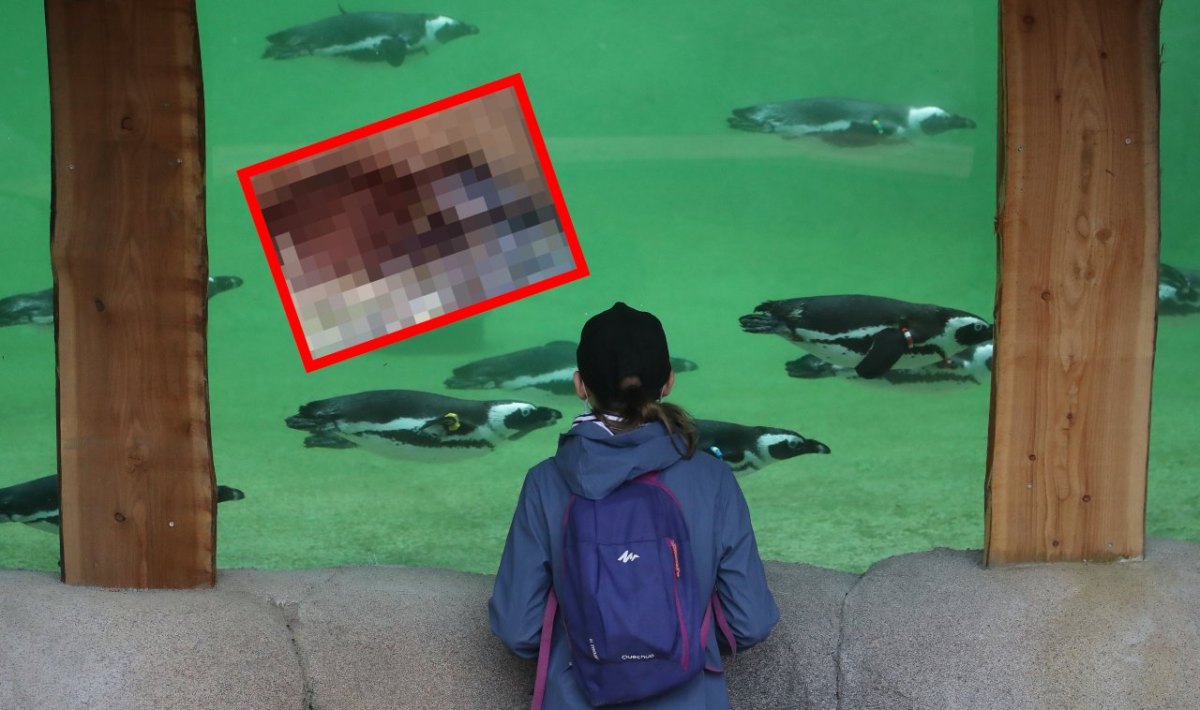 zoom gelsenkirchen.jpg