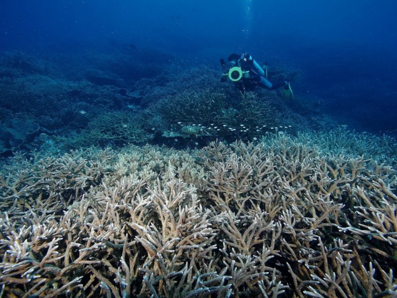 Banda unter Wasser.jpg