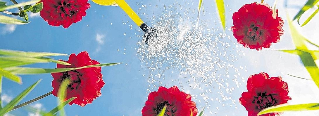 Blumen Landesgartenschau.JPG